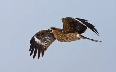 Fototapeten Zwartoorwouw, Black-eared Kite, Milvus lineatus © AGAMI