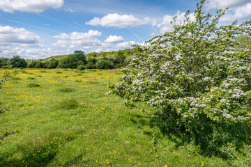 Fototapeta na wymiar Croxley Common Moor in spring, Rickmansworth, England