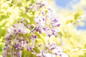 Close up blossoming wisteria lilac flowers on defocused natural leaves and blue sky background. Selective focus.
