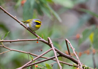 Grijskopboszanger, Black-faced Warbler, Abroscopus schisticeps