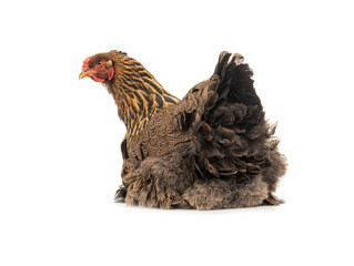 huge brown hen sitting isolated on white background
