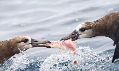 Foto op Plexiglas Zwartvoetalbatros, Black-footed Albatross, Diomedea nigripes © AGAMI
