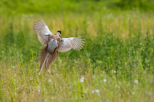 Fagiano (Phasianus colchicus) maschio in volo su prateria,ritratto con ali aperte