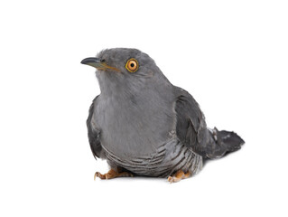 Cuckoo isolated on white background