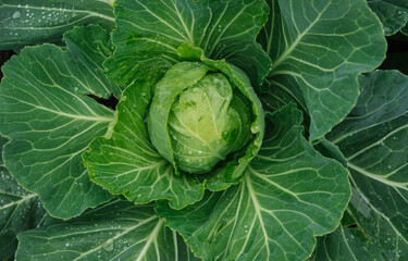 Fototapeta premium Green fresh cabbage grows in the garden. Large cabbage leaves are wet from the rain. Gardening and agriculture.