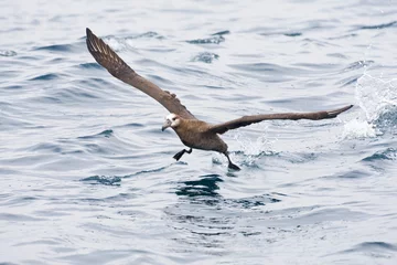 Foto op Plexiglas Zwartvoetalbatros, Black-footed Albatross, Diomedea nigripes © AGAMI