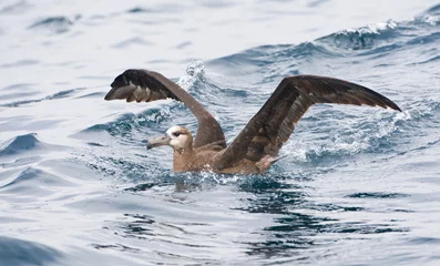 Foto op Aluminium Zwartvoetalbatros, Black-footed Albatross, Diomedea nigripes © AGAMI