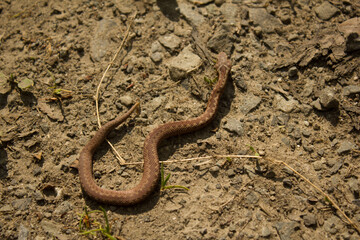 Zigzag Viper, Poland. 06/06/2021 17:30