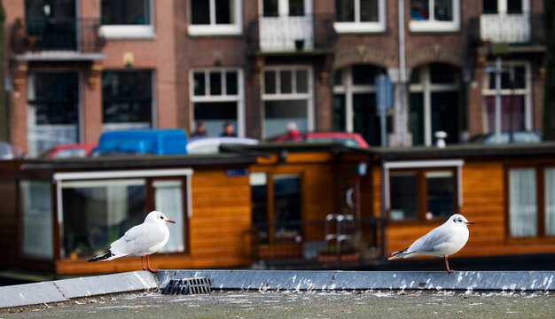 Black-headed Gull, Kokmeeuw, Larus ridibundus