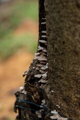 tree trunk in the forest