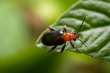 close-up photo of insects on leaves