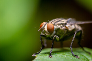 close-up photo of flies on leaves