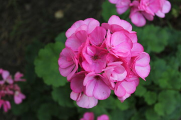 Pink flowers