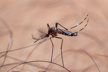 Close-up of blood-sucking edible mosquitoes