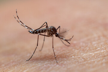 Close-up of blood-sucking edible mosquitoes