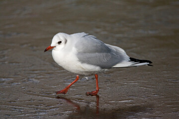 Black-headed Gull, Kokmeeuw, Larus ridibundus