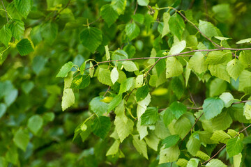 green birch leaves against the background of nature © Paulina