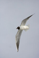 Black-headed Gull, Kokmeeuw, Larus ridibundus