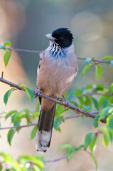 Strepengaai, Black-headed Jay, Garrulus lanceolatus
