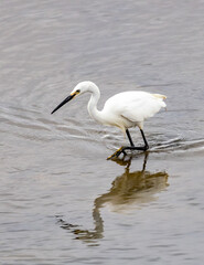 Little egret stalking fish in shallow water