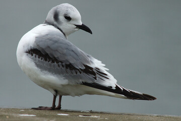 Black-legged Kittiwake, Drieteenmeeuw, Rissa tridactyla
