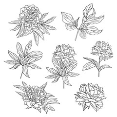 A set of contour drawings of peony flowers and leaves. Vector isolated clipart.