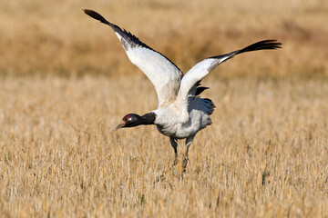 Zwarthalskraanvogel, Black-necked Crane, Grus nigricollis