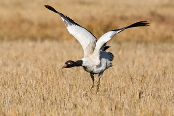 Fototapeten Zwarthalskraanvogel, Black-necked Crane, Grus nigricollis © AGAMI