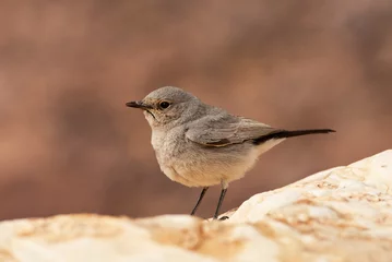 Fototapeten Zwartstaart, Blackstart © AGAMI