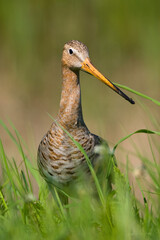 Grutto, Black-tailed Godwit, Limosa limosa
