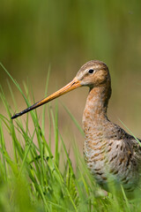 Grutto, Black-tailed Godwit, Limosa limosa
