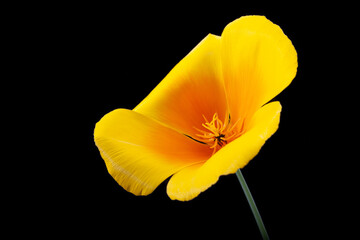 Naklejka premium Gros plan d'un Pavot de Californie sur fond noir