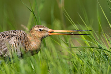 Grutto, Black-tailed Godwit, Limosa limosa