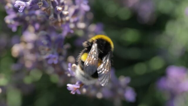 Lavender flower visiter by bees