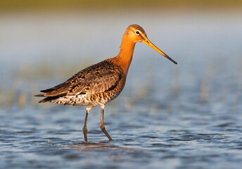 Grutto, Black-tailed Godwit, Limosa limosa