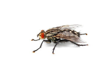 Diptera Fly Insect Isolated on White Background
