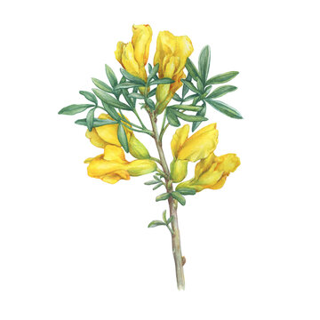 Chamaecytisus ratisbonensis with yellow flowers and small leaves (cytisus, Caragana frutex, Broom flower, Genista monspessulana Hand drawn watercolor painting illustration isolated on white background