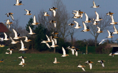 Grutto, Black-tailed Godwit, Limosa limosa