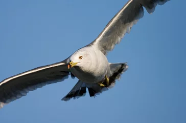 Fototapeten Black-tailed Gull, Zwartstaartmeeuw, Larus crassirostris © AGAMI