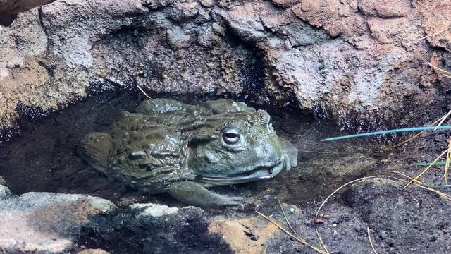 Close up of an African bull frog (Pyxicephalus adspersus) hibernating in a hot tropical forest