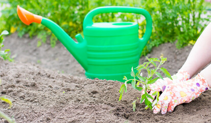 Gardener hands planting tomato seedling in ground next to green watering can