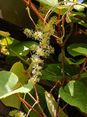Aristolochia macrophylla climbing plant with big leaves and flower bud close up