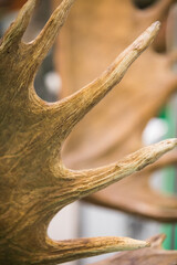 European fallow deer horns