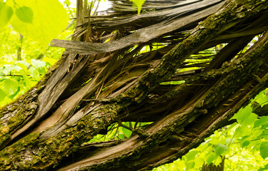 Broken tree stem after passed heavy win force