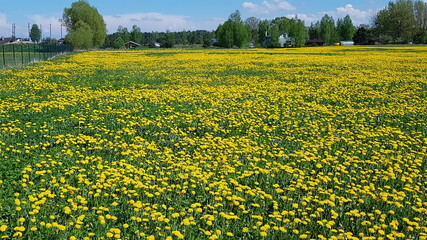 Huge fields of blooming dandelions on the outskirts of Jaunmarupe in Latvia on May 15, 2021