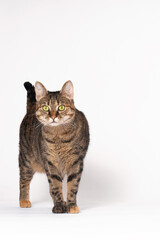 Fototapeta na wymiar Tabby color cat with green eyes stands on white background looking seriously right to the camera. Trying to communicate. Great copy space for any text or advertising.