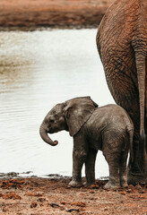 elephant baby in water , madikwe south africa 