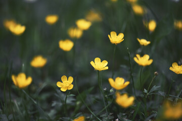 Obraz premium Closeup of yellow wildflowers on blurred green background