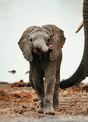 baby elephant in madikwe, south africa