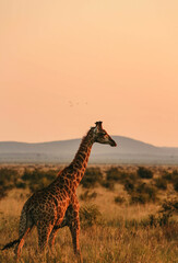 giraffe in madikwe, south africa  - obrazy, fototapety, plakaty